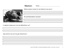 Arbeitsblätter-Blässhuhn.pdf